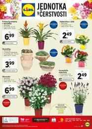 29. stránka Lidl letáku