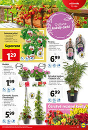 35. stránka Lidl letáku