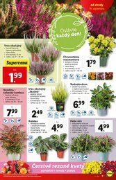 9. stránka Lidl letáku