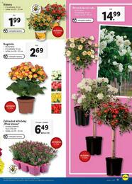 10. stránka Lidl letáku