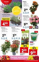 24. stránka Lidl letáku