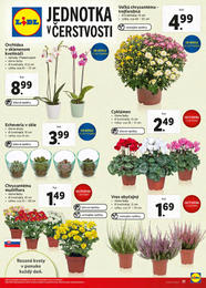 31. stránka Lidl letáku