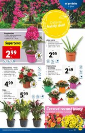 36. stránka Lidl letáku