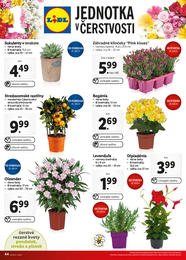 44. stránka Lidl letáku