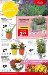 39. stránka Lidl letáku