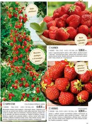 11. stránka Starkl letáku