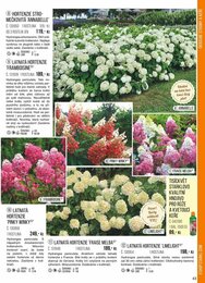 43. stránka Starkl letáku