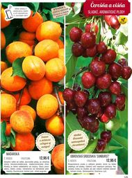 125. stránka Starkl letáku