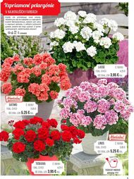 5. stránka Starkl letáku