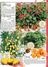 41. stránka Starkl letáku