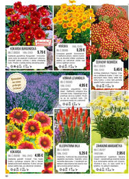 60. stránka Starkl letáku